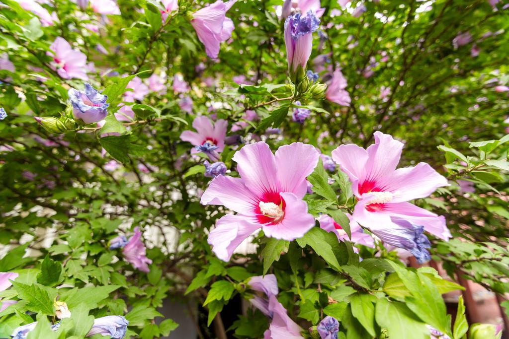 Apartment In Cozy Little Yard ティビリシ エクステリア 写真